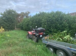 Abattage d'une Haie de Laurier à Fourcès dans le Gers