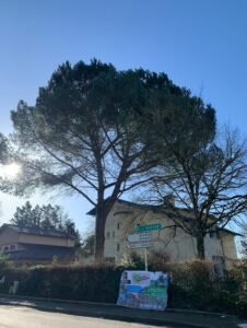 Abattage d'un pin parasol proche d'une maison, et de la voirie