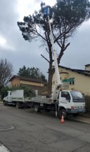 Abattage d'un pin parasol proche d'une maison, et de la voirie abattement