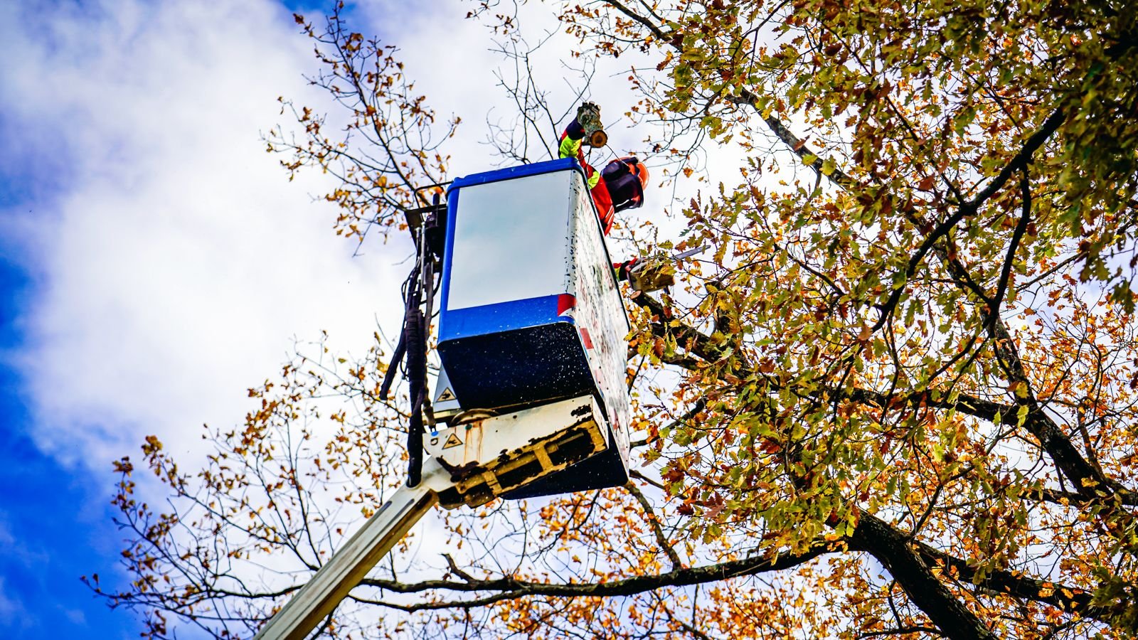 Élagage d'arbre par Laffont Multiservices