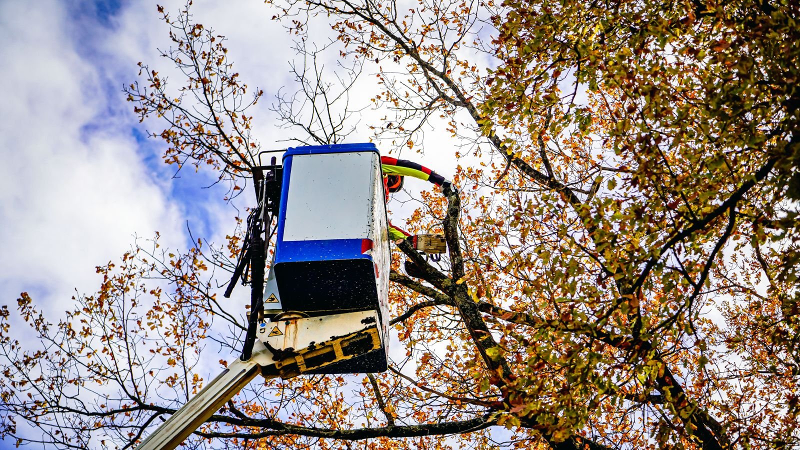 Élagage d'arbre par Laffont