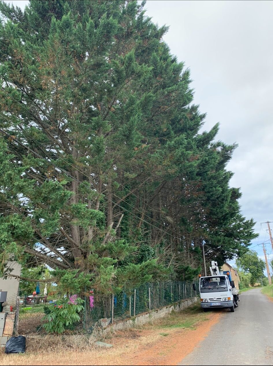 Laffont Multiservices Chantier d'élagage et d'abattage 3